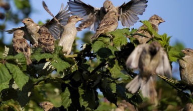 Haussperling Brombeerhecke