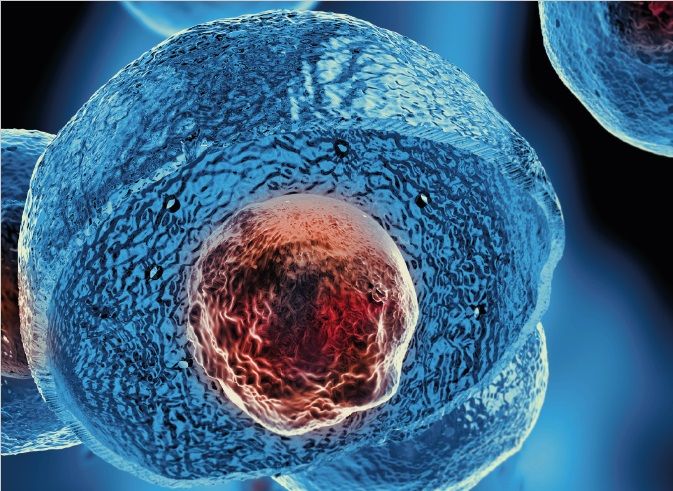 Plakat Stammzellentypisierung