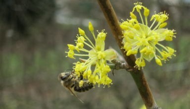 Heckentag 2021 Biene Auf Blüte