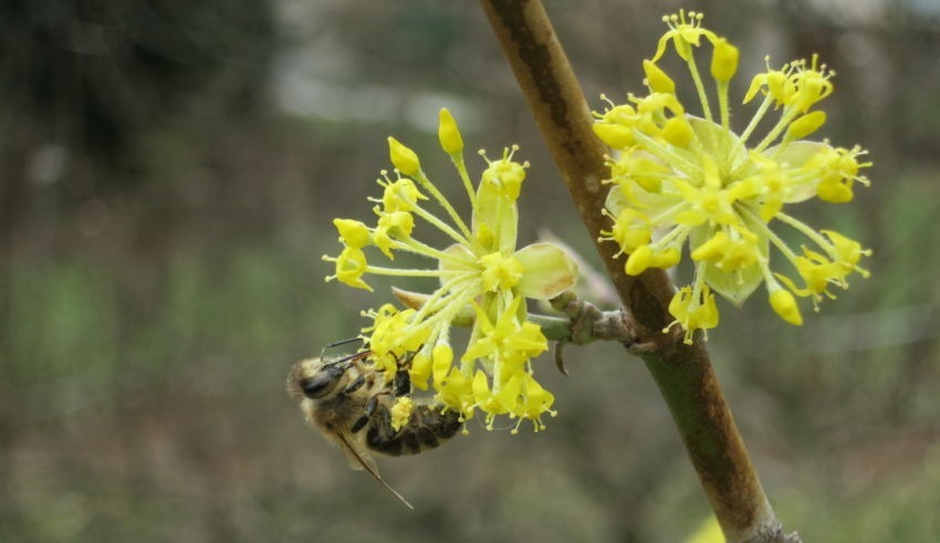 Heckentag 2021 Biene Auf Blüte