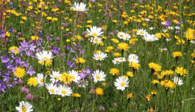 Blumenwiese Natur im Garten_-_Joachim Brocks