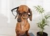 Cute Dog With Glasses Sitting Books