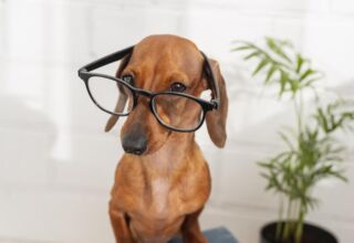 Cute Dog With Glasses Sitting Books