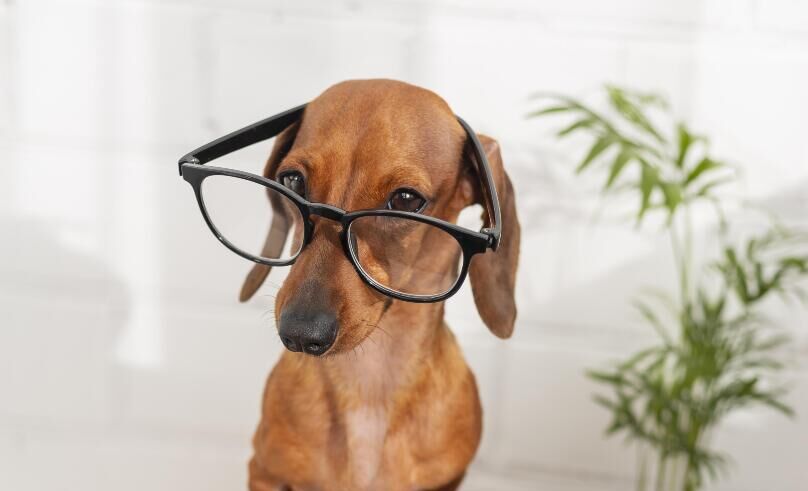 Cute Dog With Glasses Sitting Books