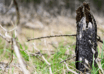 Waldbrand