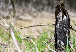 Waldbrand