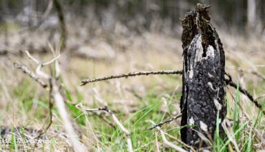 Waldbrand