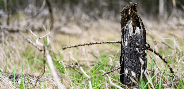 Waldbrand