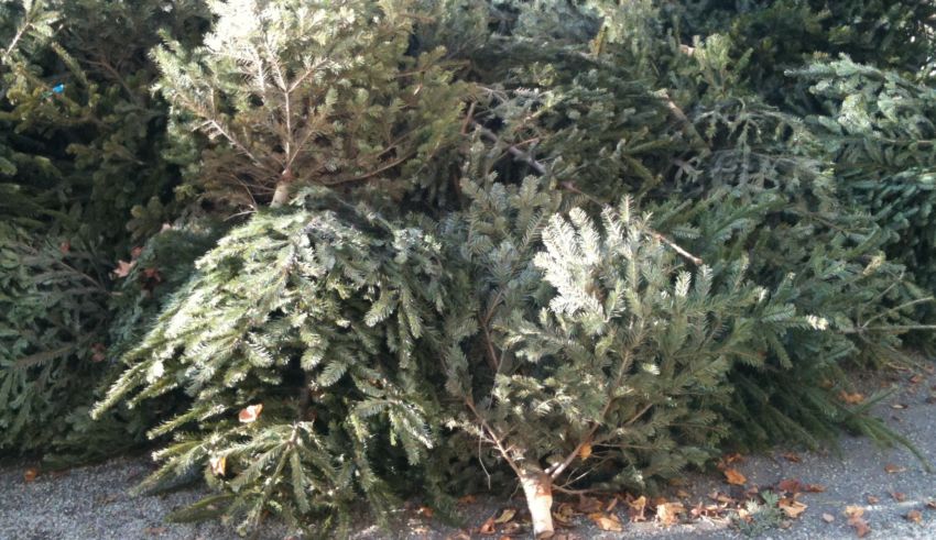 Christbaumentsorgung