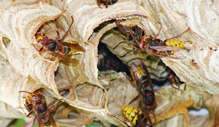 Hornissennest In Der Wohnumgebung Was Tun Marktgemeinde