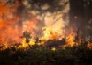 Waldbrand
