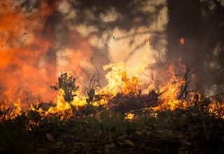 Waldbrand